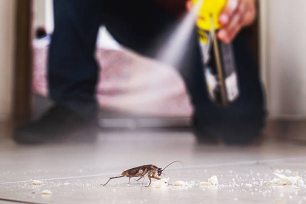 Best Emergency Pest Control  in Alton, IA