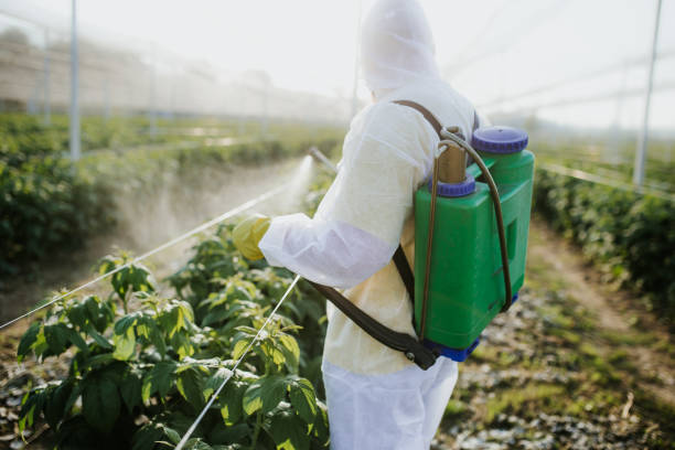 Best Ant Control Services  in Alton, IA